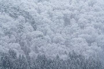 雪化粧の森