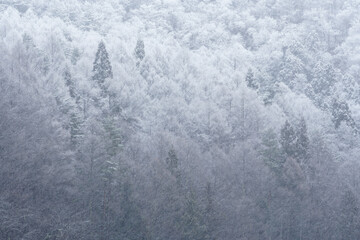 雪化粧の森