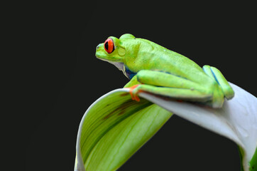 Red eyed tree frog (
Agalychnis callidryas) perched on anthurium flower, close up red eyed tree frog