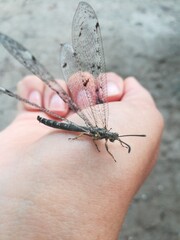 dragonfly on hand