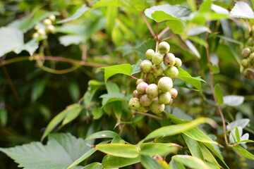 色とりどりの木の実