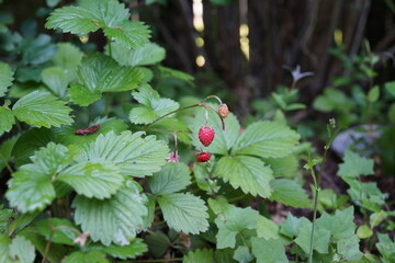イチゴ　庭のイチゴ　家庭菜園　ガーデニング