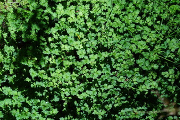 草　茂み　葉　花壇　俯瞰