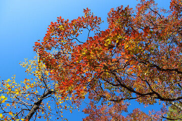 秋 紅葉 葉っぱ グラデーション オレンジ