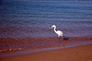 White heron in Egypt,  Sharm El Sheikh