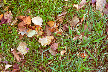 Brown leaves on Gass in park in autumn