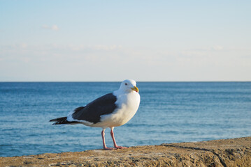 カモメ　海