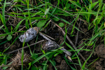 Owl pellet laying on the field, bird of prey pellets with fur and bones sticking out, indigested parts of animals eaten by olws, vomit or regurgitation, materials from the bird's prey.