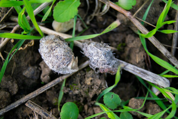 Owl pellet laying on the field, bird of prey pellets with fur and bones sticking out, indigested parts of animals eaten by olws, vomit or regurgitation, materials from the bird's prey.