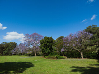 Blooming jacaranda tree among green trees around.