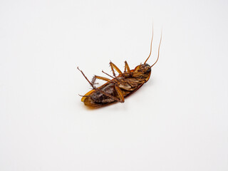 Dead cockroach turning face up on white background
