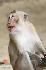Macaques monkey live in a natural forest