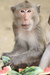 Macaques monkey live in a natural forest