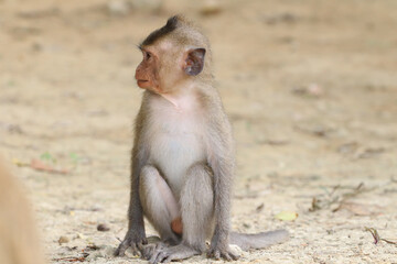 Macaques monkey live in a natural forest