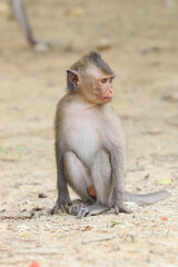 Macaques monkey live in a natural forest