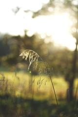 Macro close-up image of plants and flowers in Ontario, Canada.