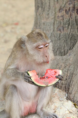 Obraz premium Macaques monkey live in a natural forest