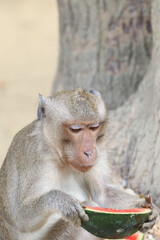 Macaques monkey live in a natural forest