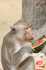 Macaques monkey live in a natural forest