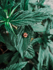 ladybug on leaf
