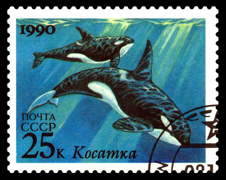 Postage stamp.  Killer whale.