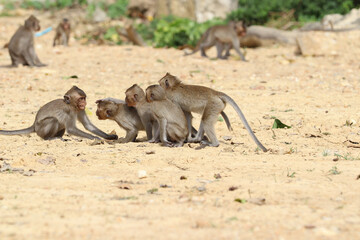 Macaques monkey live in a natural forest