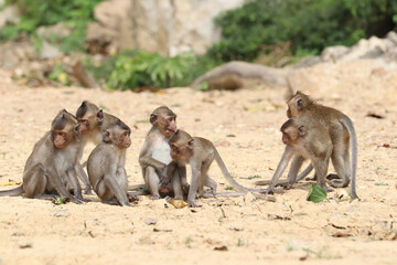Macaques monkey live in a natural forest