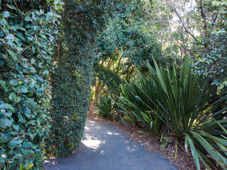 Tree surrounding the bushwalking path.