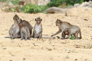 Macaques monkey live in a natural forest