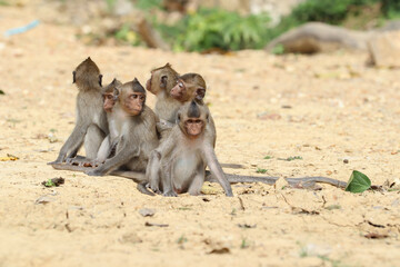 Macaques monkey live in a natural forest