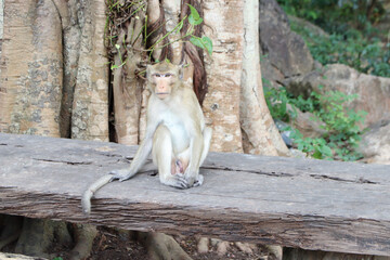 Macaques monkey live in a natural forest
