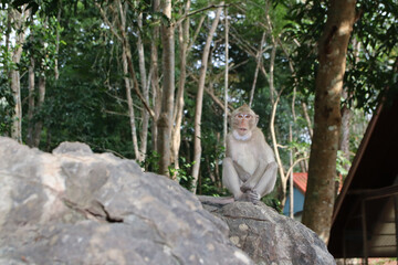 Macaques monkey live in a natural forest