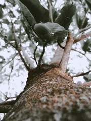 bird on a tree © M