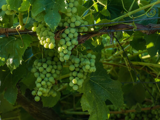 vineyard with bunches of white grapes..