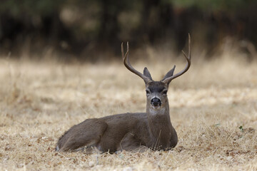 Naklejka na ściany i meble Black-tailed Deer Stag Resting. Woodside, San Mateo County, California, USA.