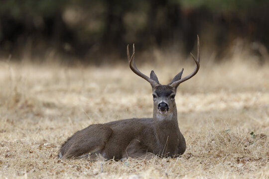 Black-tailed Deer Stag Resting. Woodside, San Mateo County, California, USA.