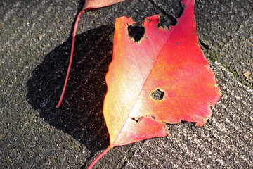 autumn red leaves on the road