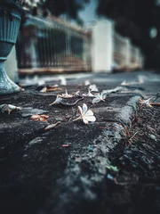 autumn in the city © M