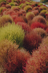 The red and green plants in the park