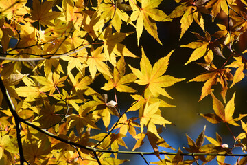 多聞院（埼玉県）の紅葉