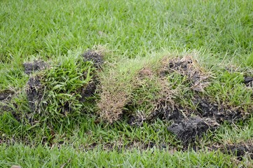 fresh green grass in nature garden