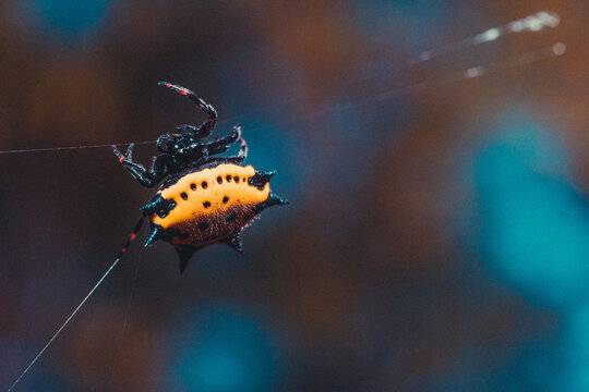 Closeup shot of a yellow spiny-backed orb-weaver spider spinning its web
