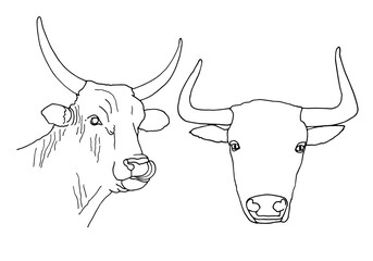 Set of bull head icon thin line, farm animal concept, cattle sign on white background, bull head silhouette icon in outline style for coloring, mobile concept and web design.