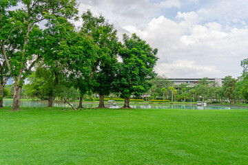 Green grass lawn and greenery trees on background in garden