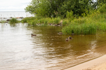 landscape of a beautiful reservoir, river, lake, sea with green natural water plants, trees, sand Bank, ducks in summer on a good day