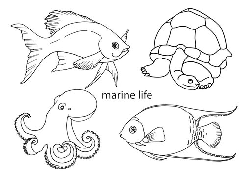 Hand-drawn outline of fish, turtles and octopus, drawing in the style of doodles. A set of vector illustrations of marine life for coloring, tattoos or logos.