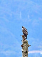 お気に入りの木でのんびりくつろぐクマタカ成鳥