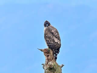 不動明王のように見える休憩中のクマタカ成鳥