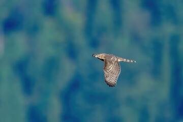 グリーンバックに悠然と飛ぶオオタカ幼鳥