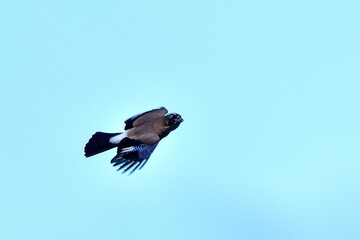 青空バックに元気に飛び回るカケス